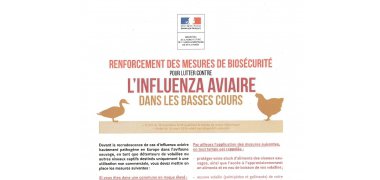 Influenza aviaire risque "élevé"