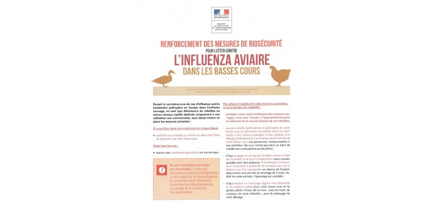 Influenza aviaire risque "élevé"